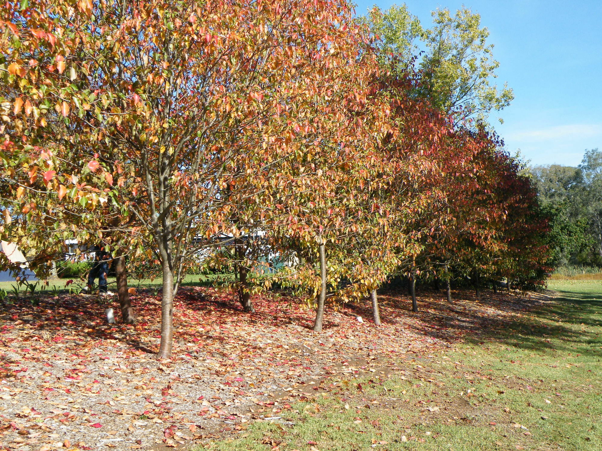 Lake Hamilton Motor Village And Caravan Park Bagian luar foto